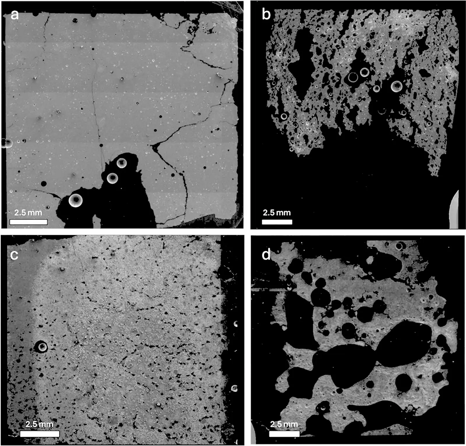 Four electron-microscope mosaics of hardened paste. Panels a and c: compact matrix with few holes. Panels b and d: matrix riddled with large black voids after vacuum exposure while fresh.